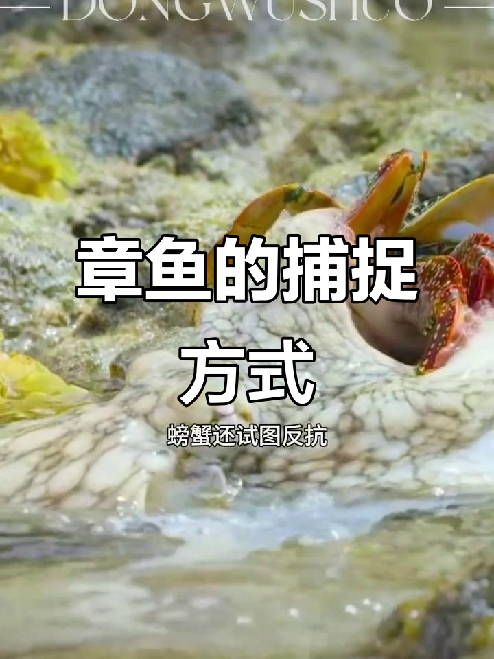 章鱼捕食螃蟹,触手瞬间锁住猎物