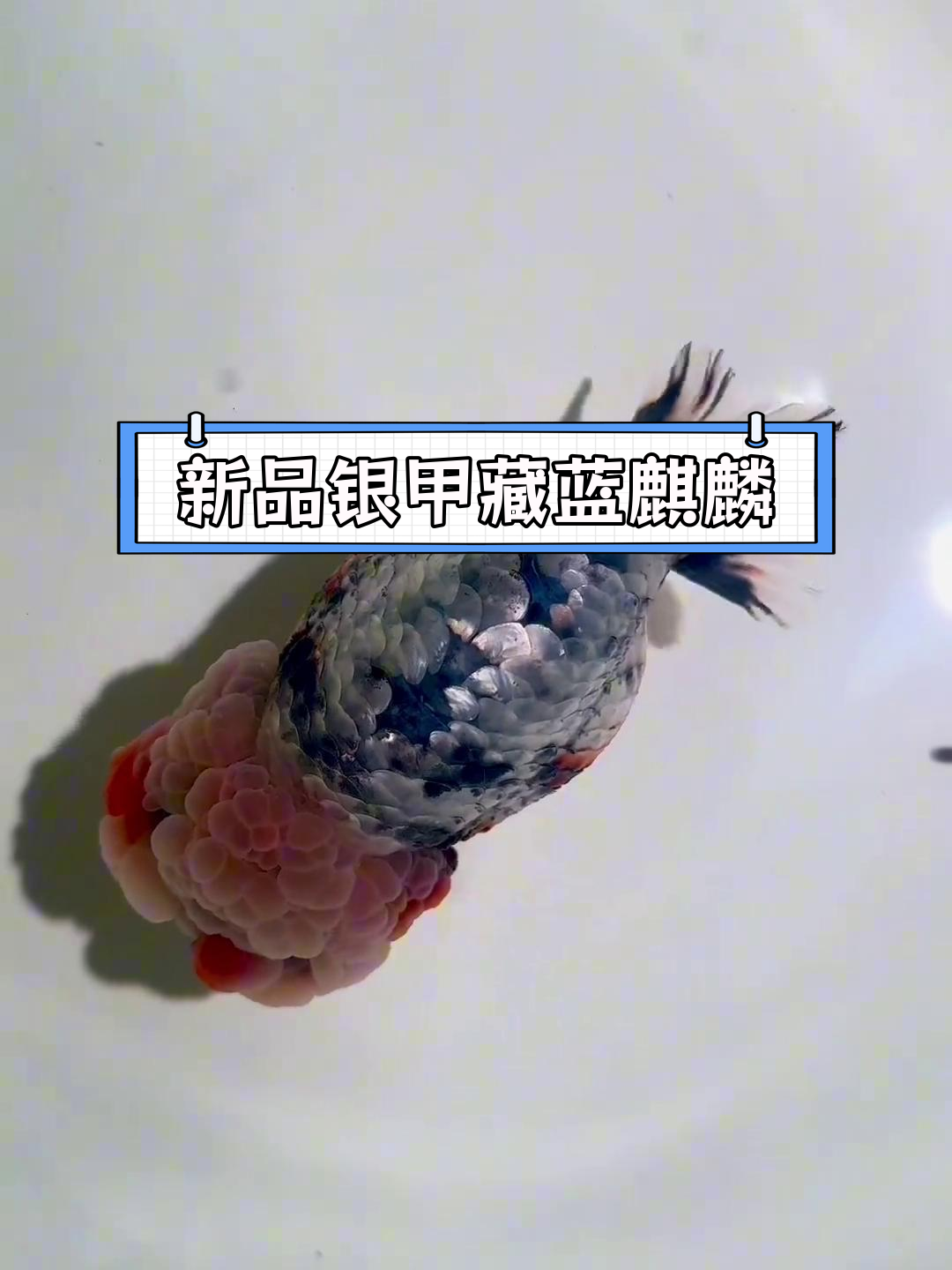 银甲藏蓝麒麟,兰寿金鱼新品种