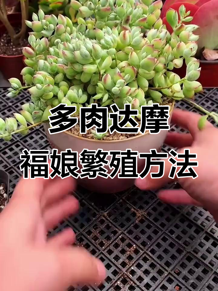 达摩福娘扦插技巧,轻松繁殖带香多肉植物