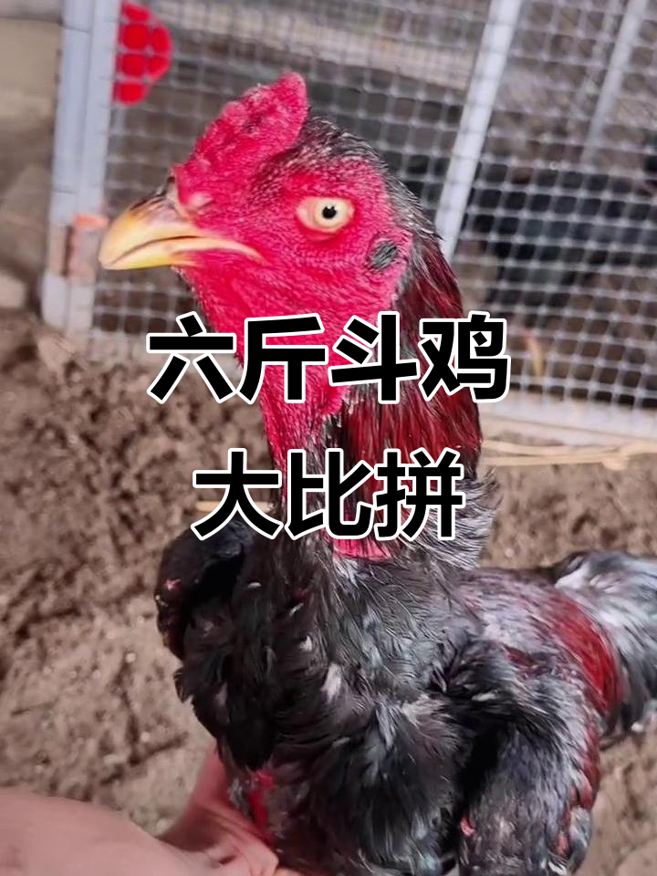 越南斗鸡大赛精彩瞬间,六斤一奥的完美表现