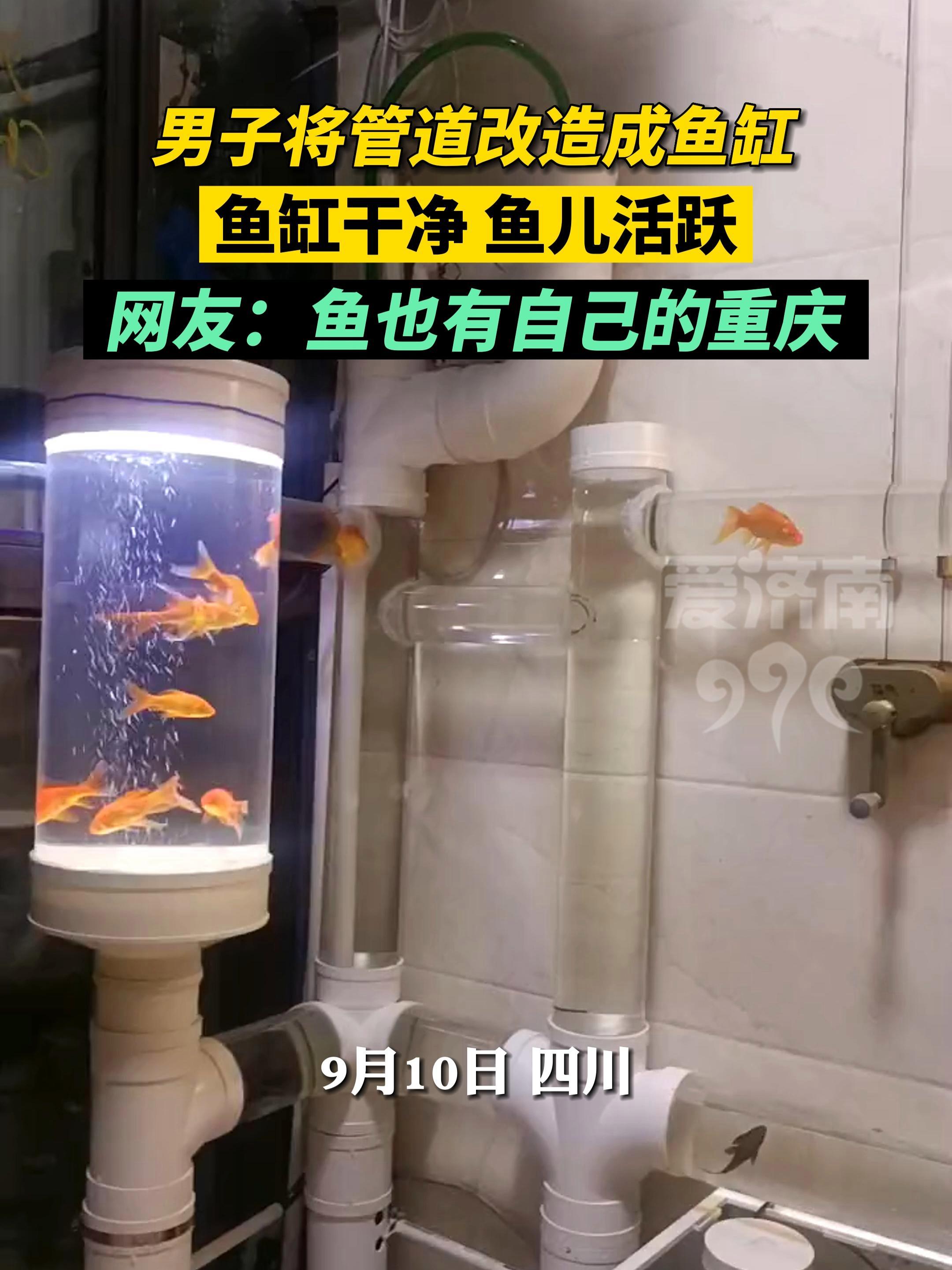 男子将家中管道改造成鱼缸,鱼缸干净,鱼儿活跃。网友:鱼也有自己的重庆 鱼缸 养鱼 管道