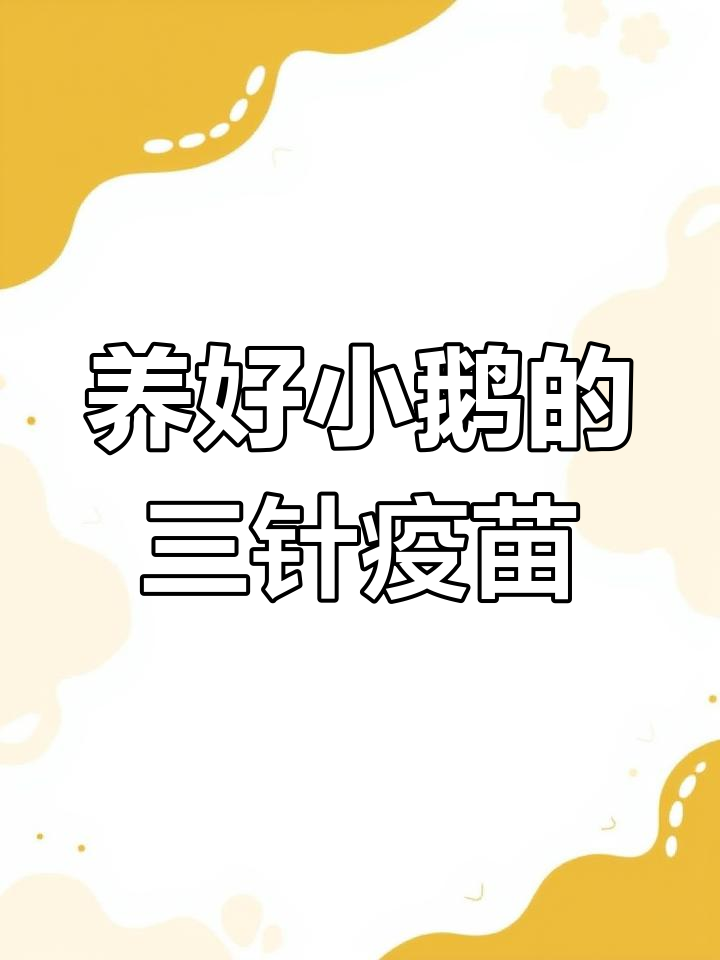 小鹅疫苗接种全攻略,三针必打!