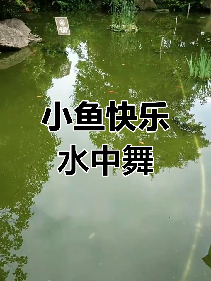 鱼儿自由游动,荷塘美景尽享