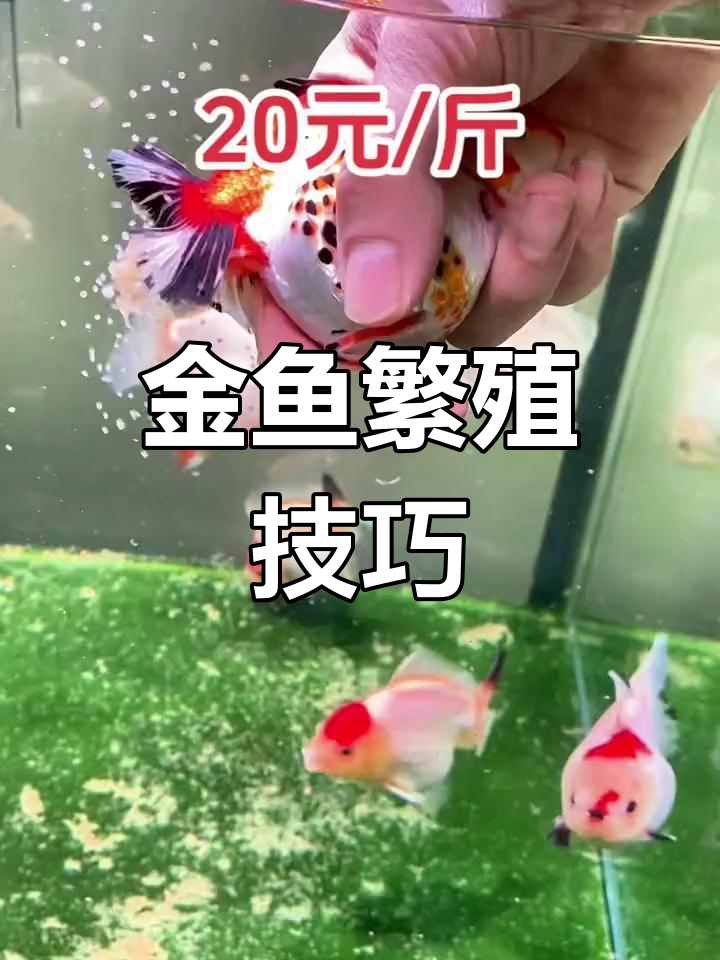 金鱼早熟产卵,公母比例失调怎么办?