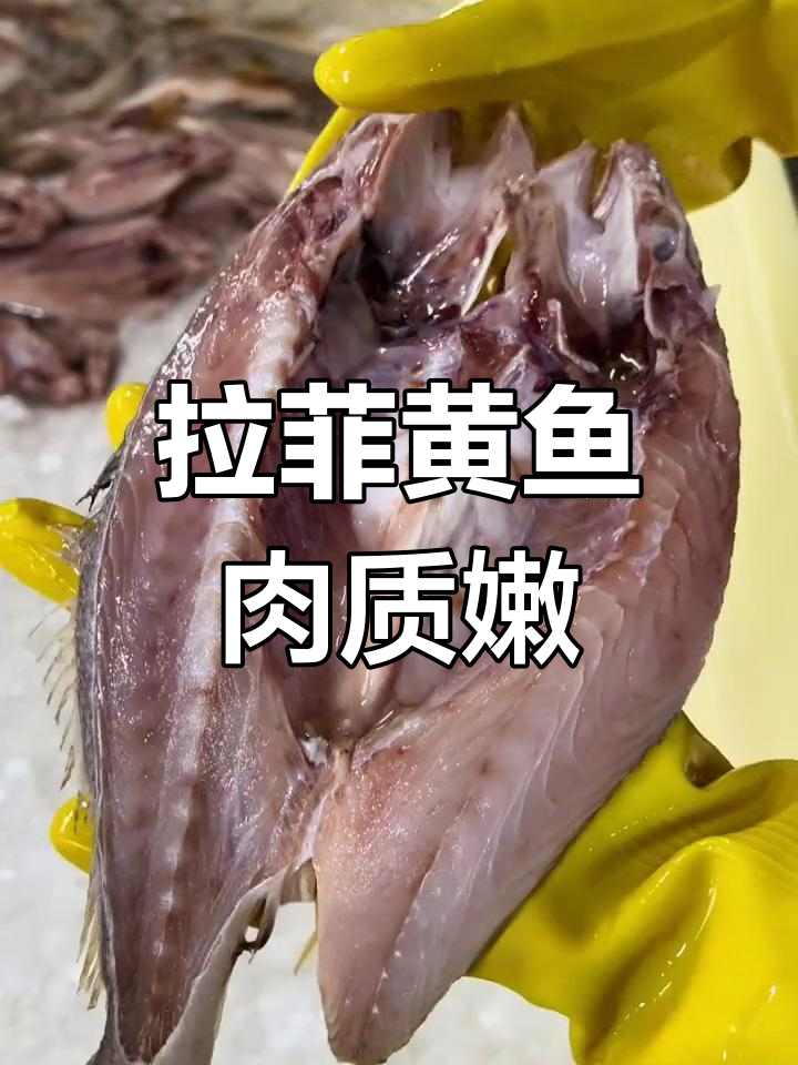 新鲜拉菲黄鱼,肉质鲜美营养丰富