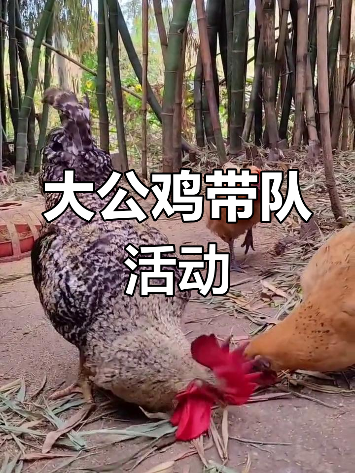 芦花大公鸡与母鸡的秋日时光,英姿勃发