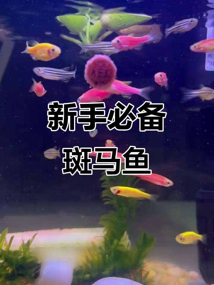 斑马鱼:便宜又好养,适合新手入门