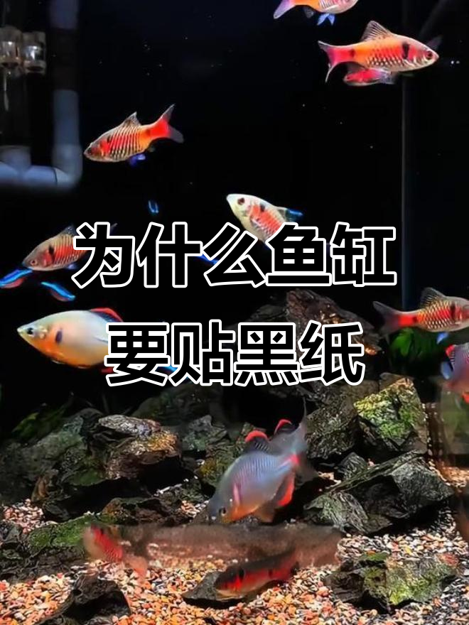 鱼缸贴黑色背景纸的秘密,让鱼儿更安心