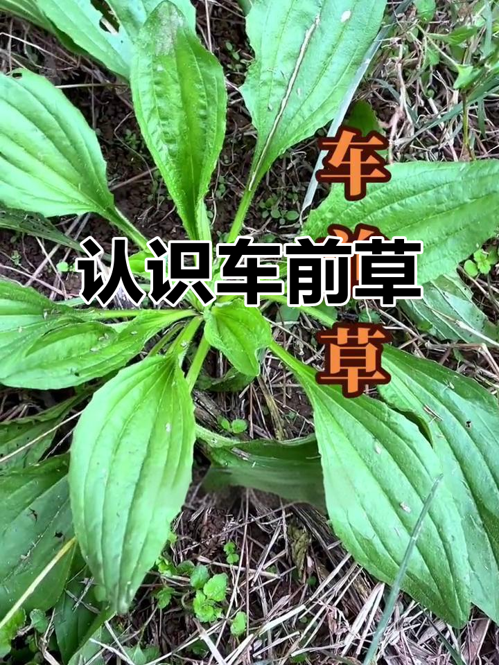 车前草,煮水或鸡蛋吃,了解它的功效与用途
