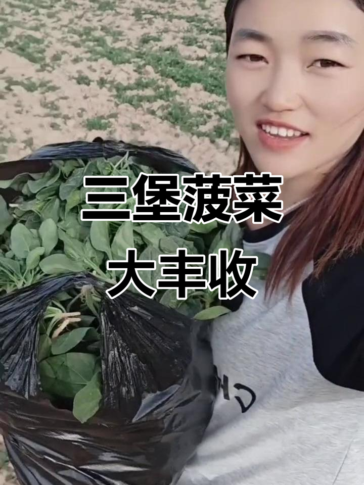 带着婆婆一起拔菠菜,爷爷带路,收获满满!