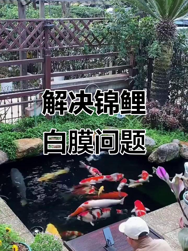 锦鲤白膜问题如何解决?水质管理是关键