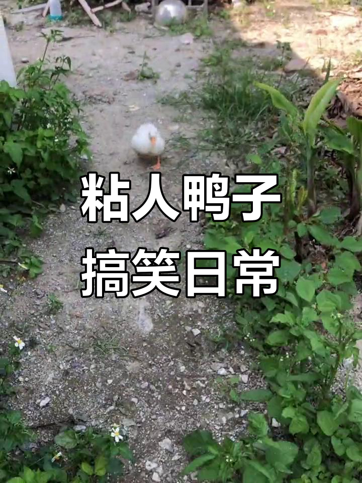 这只跟屁鸭，走路太搞笑了！