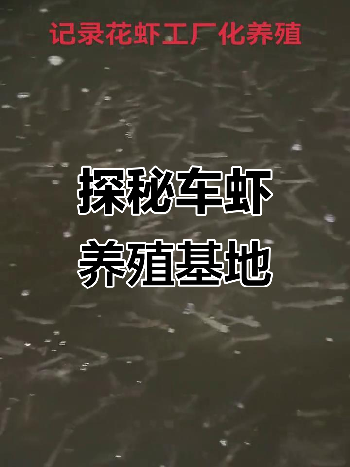 车虾养殖工厂全景展示,探索九节虾与日本对虾的秘密