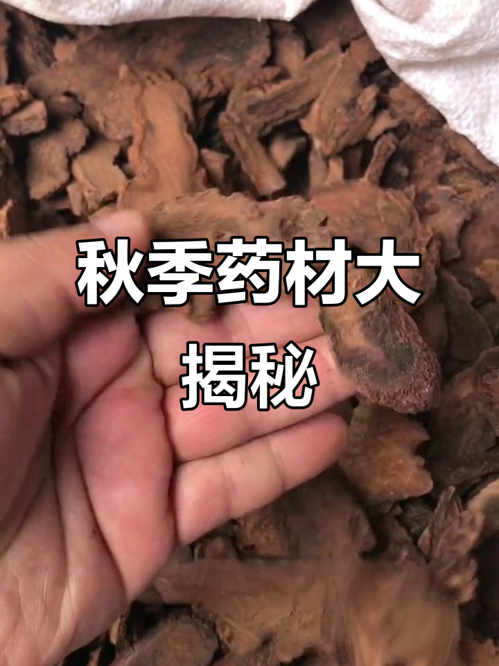 内蒙古肉苁蓉、锁阳与宁夏枸杞的秋季收获,品质上乘