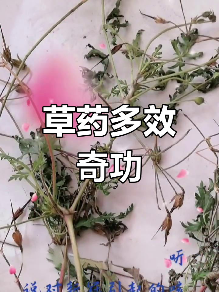 老鸭嘴草具有清热解毒、消炎止痛等多重功效