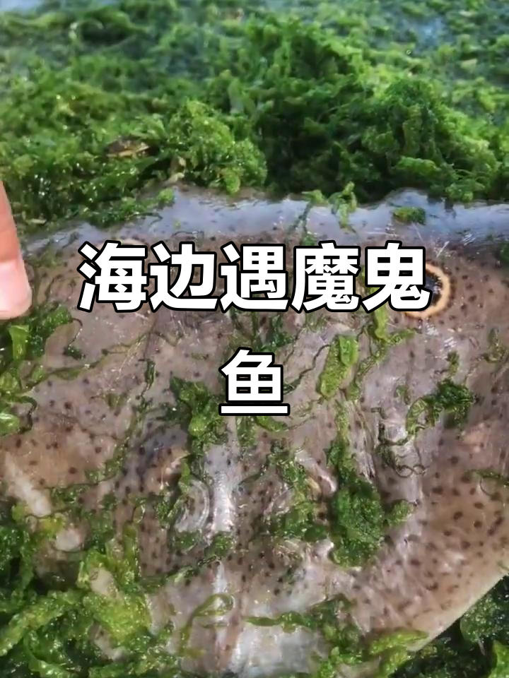 渔民海边发现魔鬼鱼,表情包十足超可爱