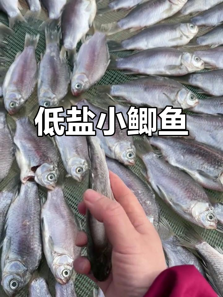 鲜活小鲫鱼,低盐腌制,香煎烧烤两相宜
