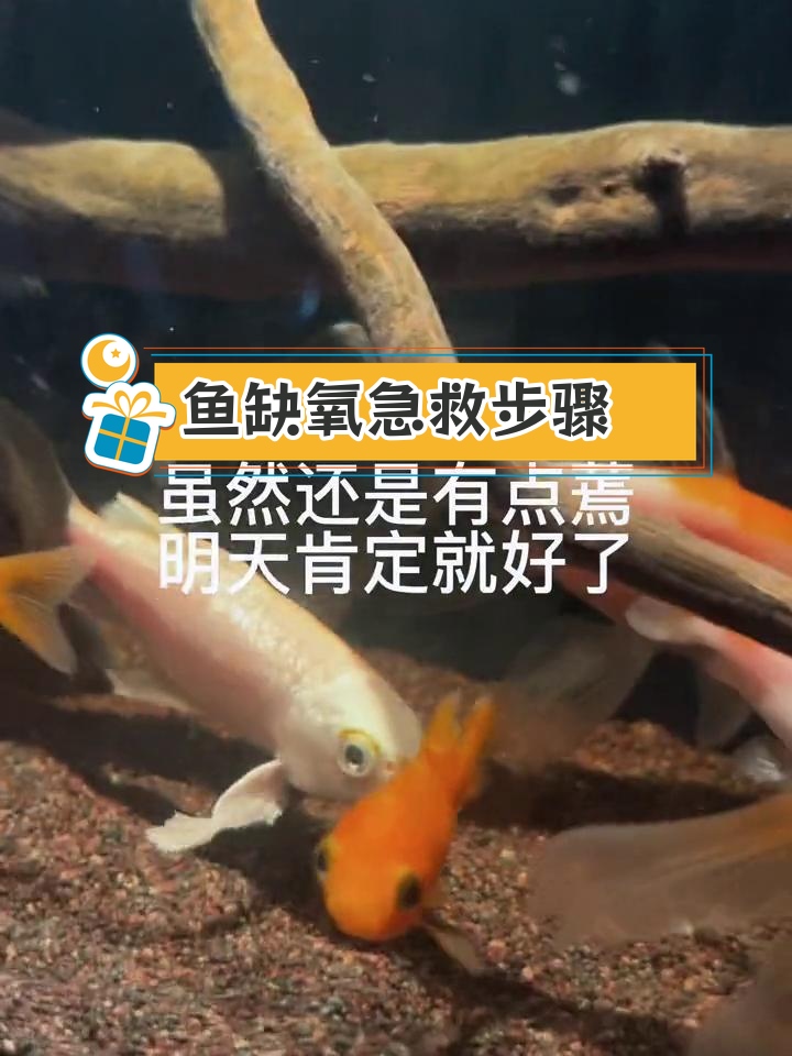 小金鱼缺氧翻肚皮急救法,十分钟恢复
