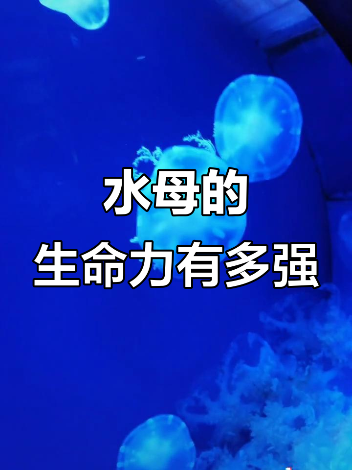 青岛海底世界震撼来袭,水母的强大生命力让你惊叹!