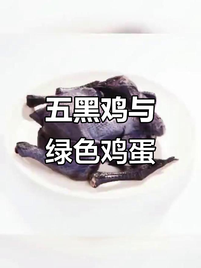 夏日绿蛋五黑鸡,药用价值高