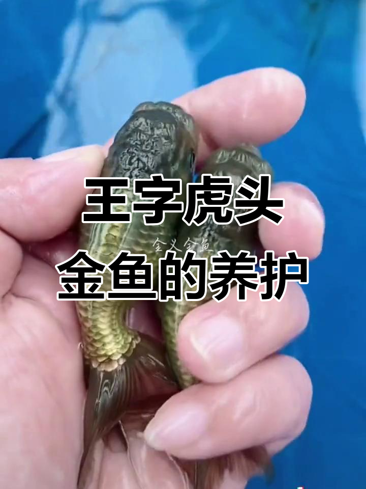 古法养鱼：王字虎头金鱼的美与心