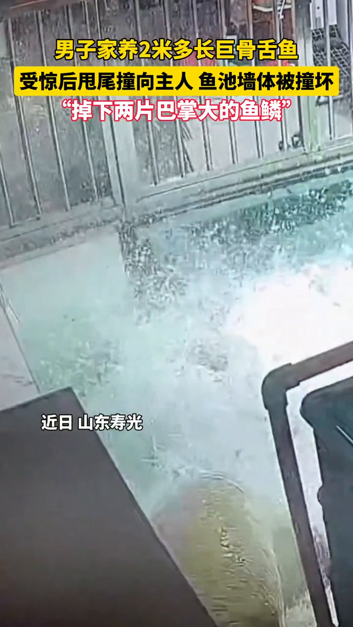 男子给鱼池做清理和维护,鱼池里的两条巨骨舌鱼突然受惊
