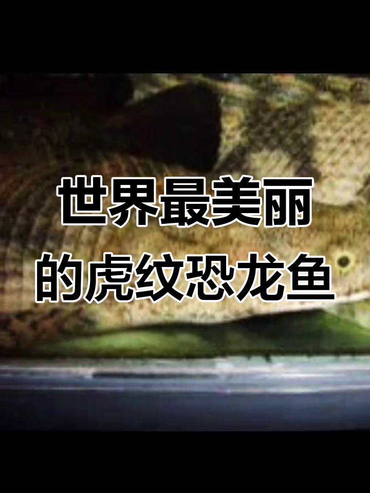 虎纹恐龙鱼：美丽却凶猛的古老鱼类