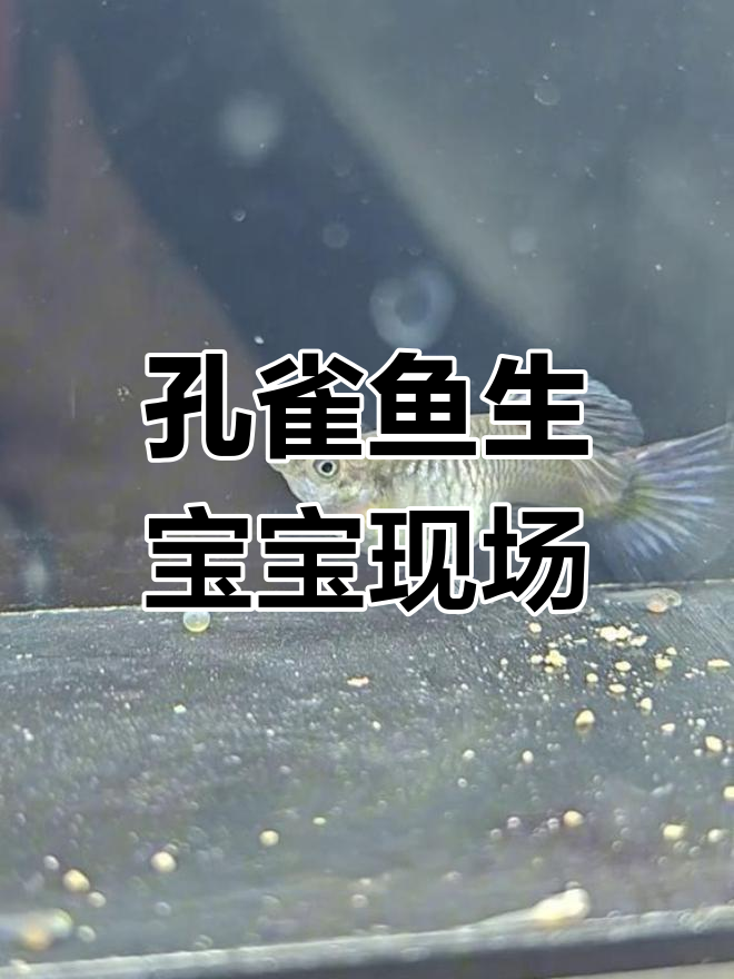 母孔雀鱼生产实录:从肚子变化到小鱼出生全过程