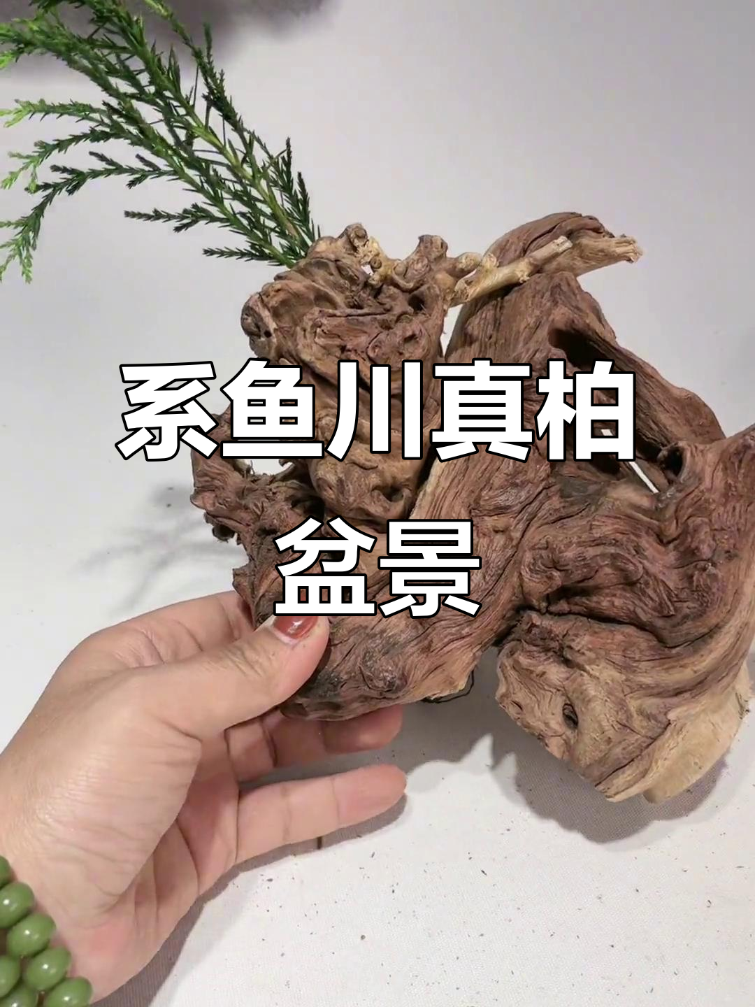 枯木重生,系鱼川真柏盆景制作技巧与艺术