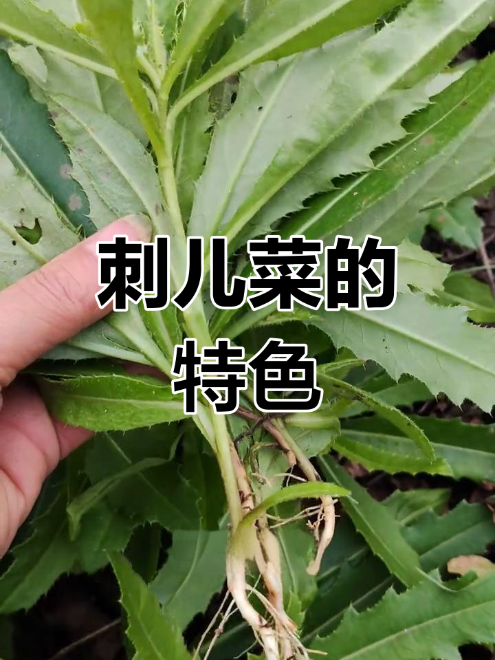 刺儿菜,茎有纵沟,叶边缘带尖刺,毛茸茸的独特植物