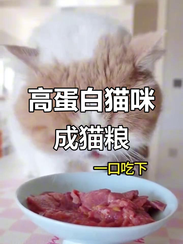 怀特喵猫咪生骨肉,高蛋白无谷猫粮助力增肌