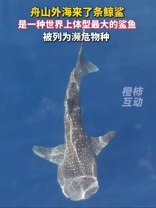 舟山外海来了条世界最大鲨鱼——鲸鲨