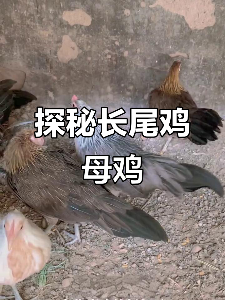 长尾鸡母鸡的魅力与神秘，带你走进鹊山鸡的世界