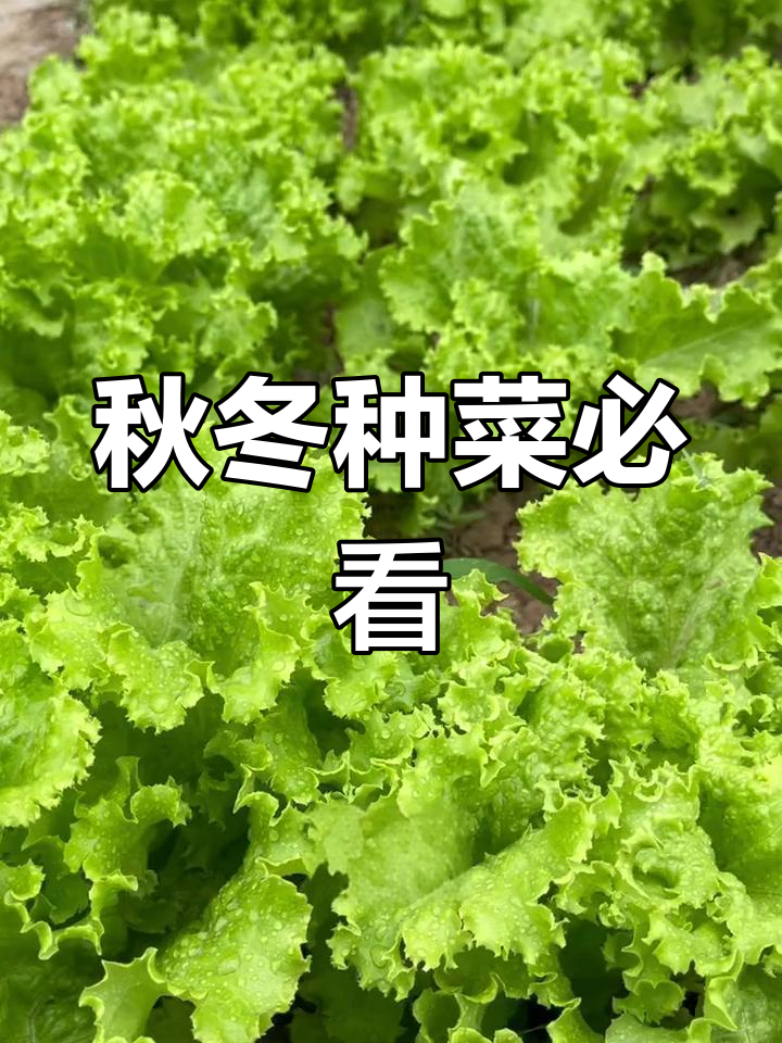 秋季蔬菜种植指南,最适合的品种推荐