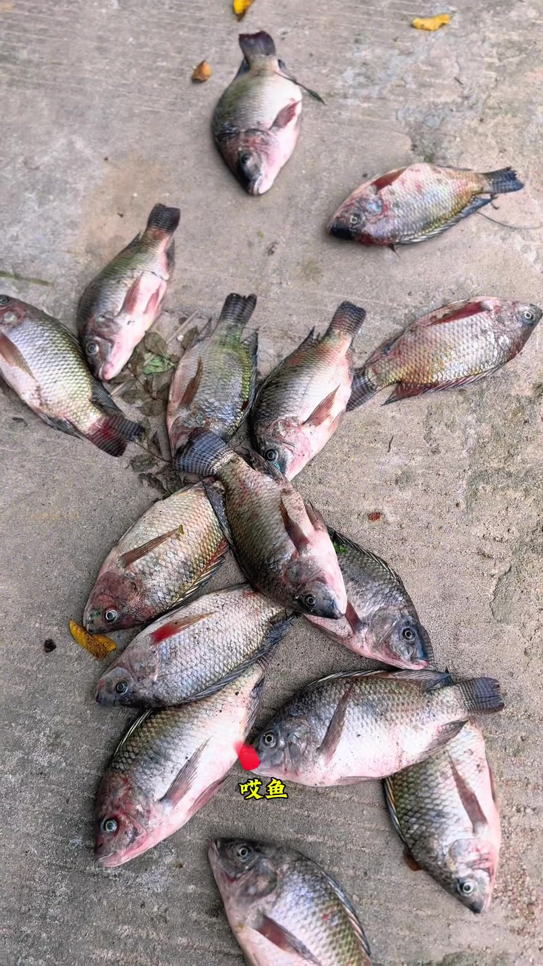 广西版麻辣烤鱼，每一口都是幸福的味道