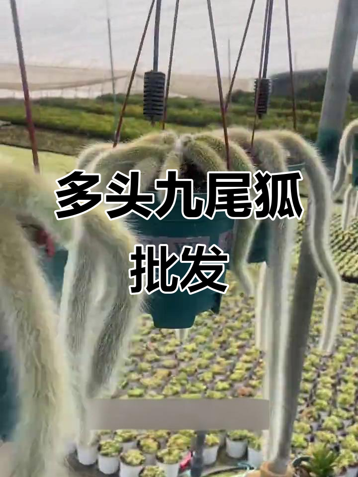 山东九尾狐多肉批发基地,品质保障,价格实惠