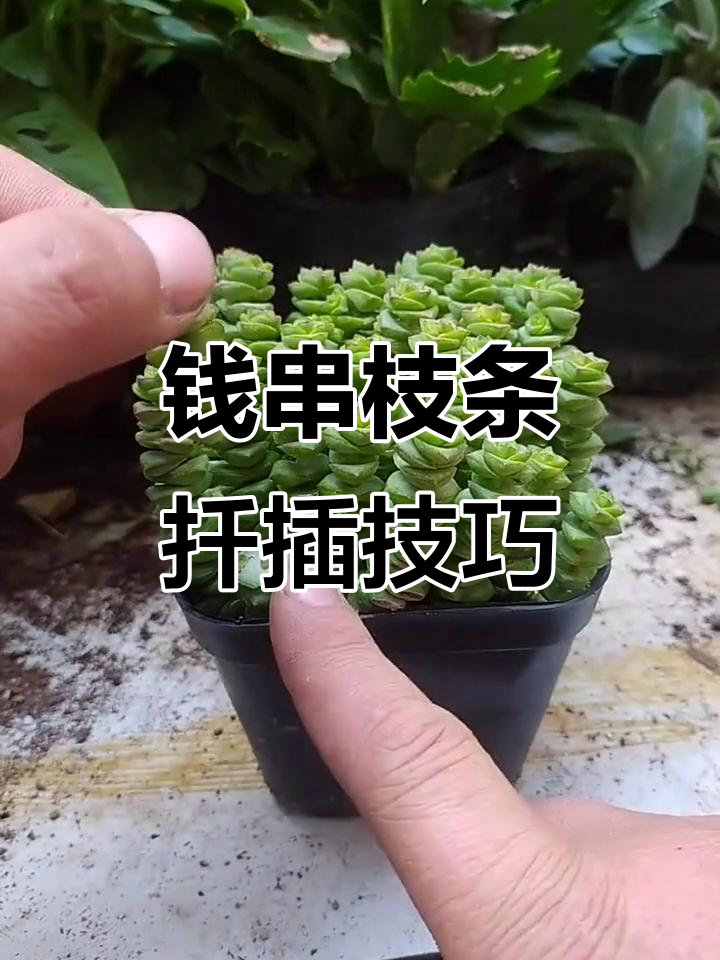 如何用枝条扦插钱串，轻松繁殖多肉植物