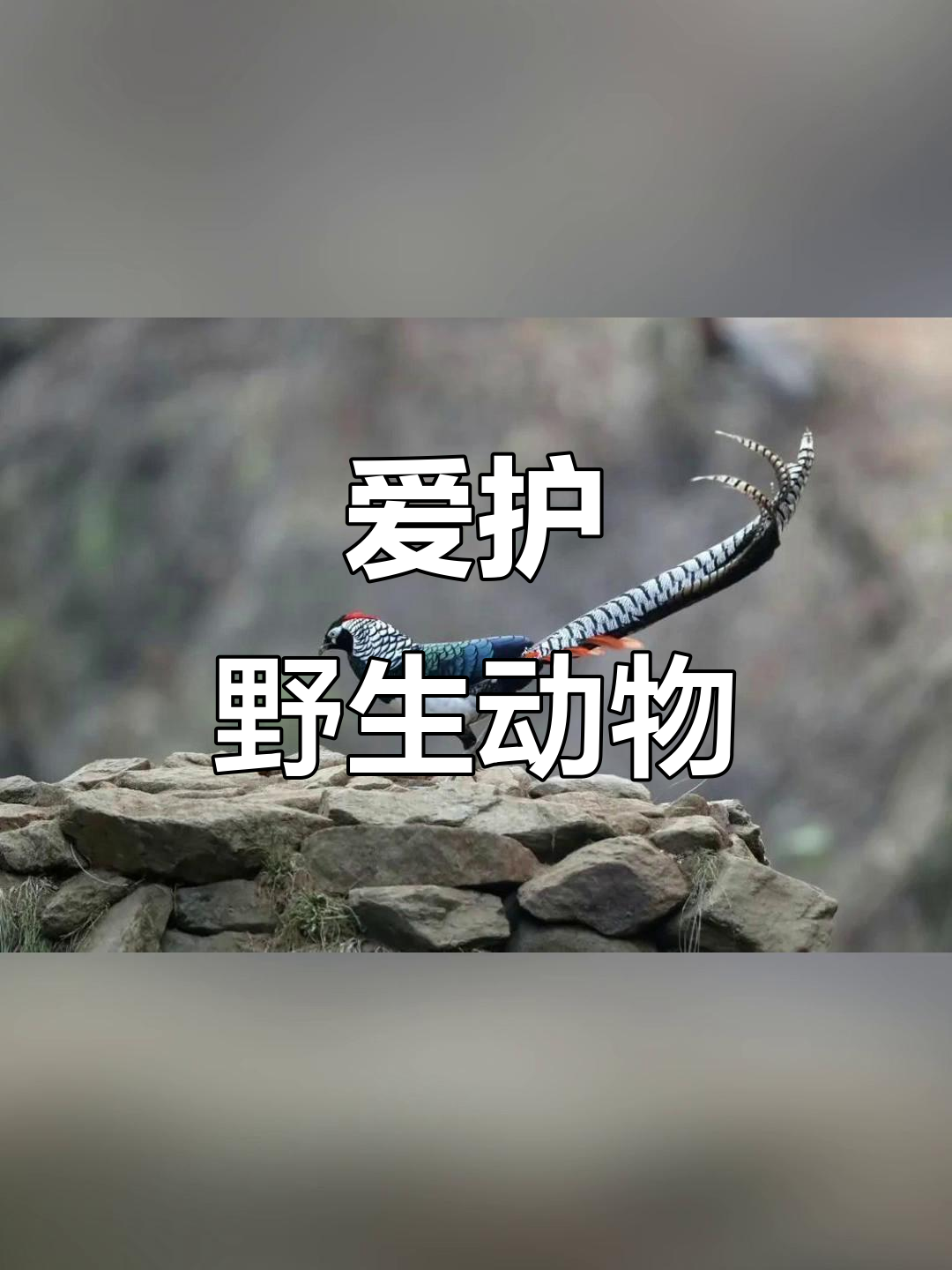 保护鸟类，从白腹锦鸡开始！箐鸡叫声让人心醉