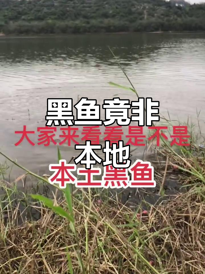 兄弟们,这黑鱼真不是咱本土的!看它长得不一样