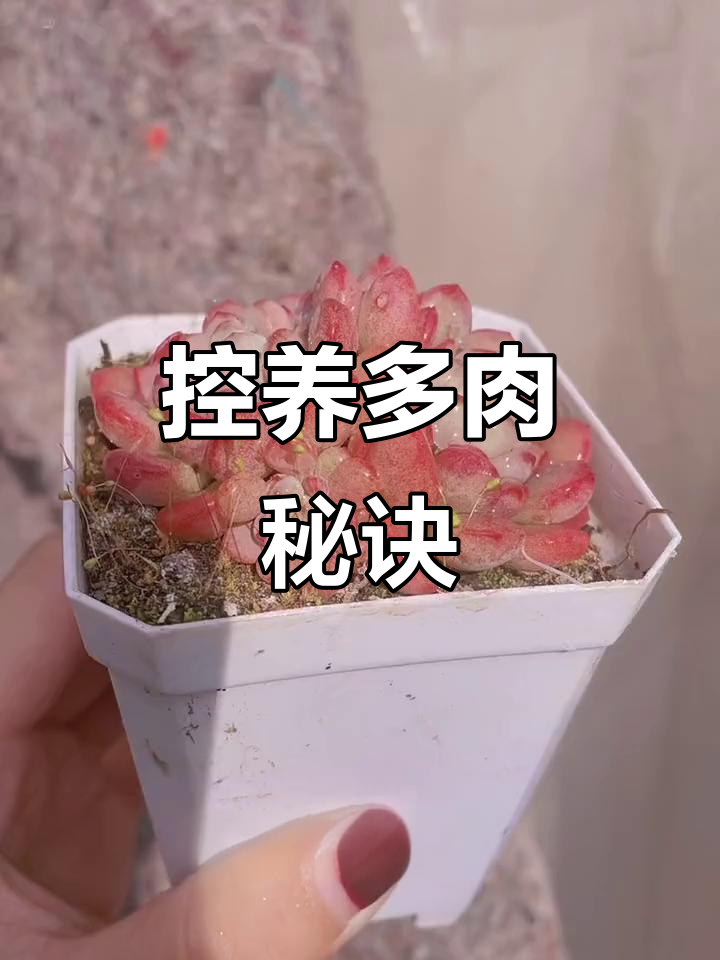 多肉植物控养技巧，轻松打造精品多肉