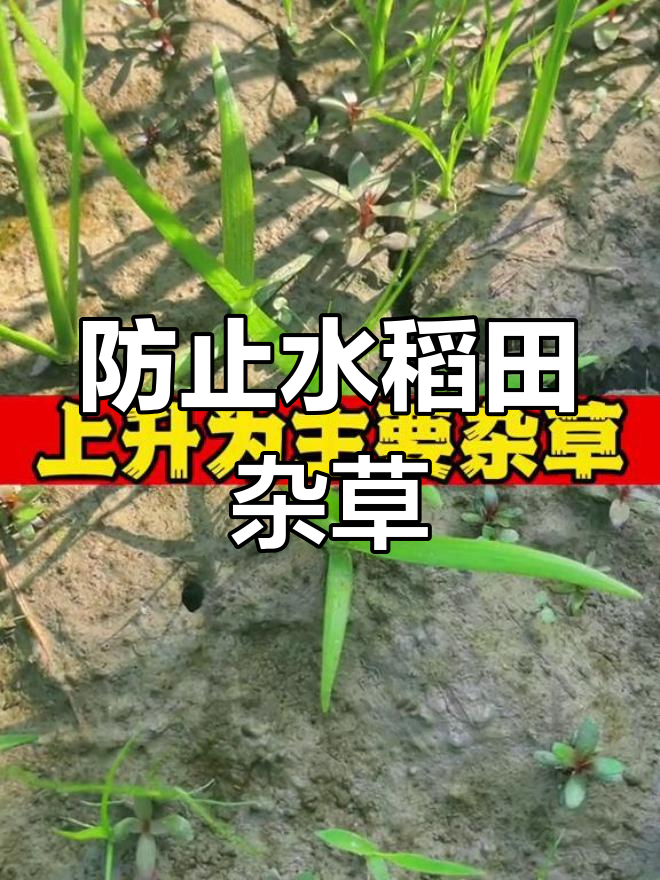 水稻田鸭舌草防除技巧,避免反弹现象