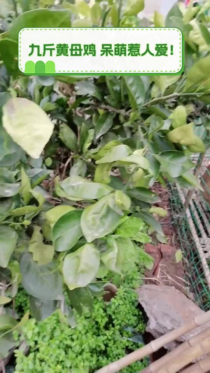 九斤黄母鸡,呆萌惹人爱!