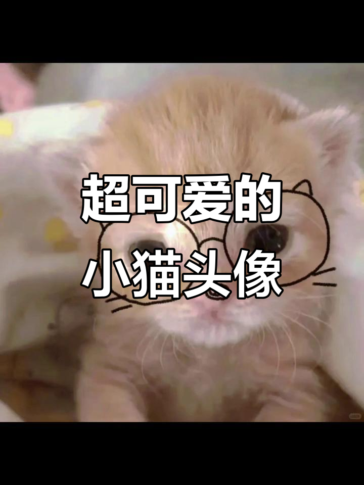谁家的小猫咪这么可爱,微信头像萌翻了