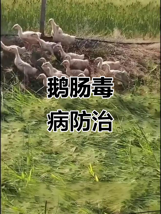 2021年鹅肠炎症状治疗方案,快速恢复健康