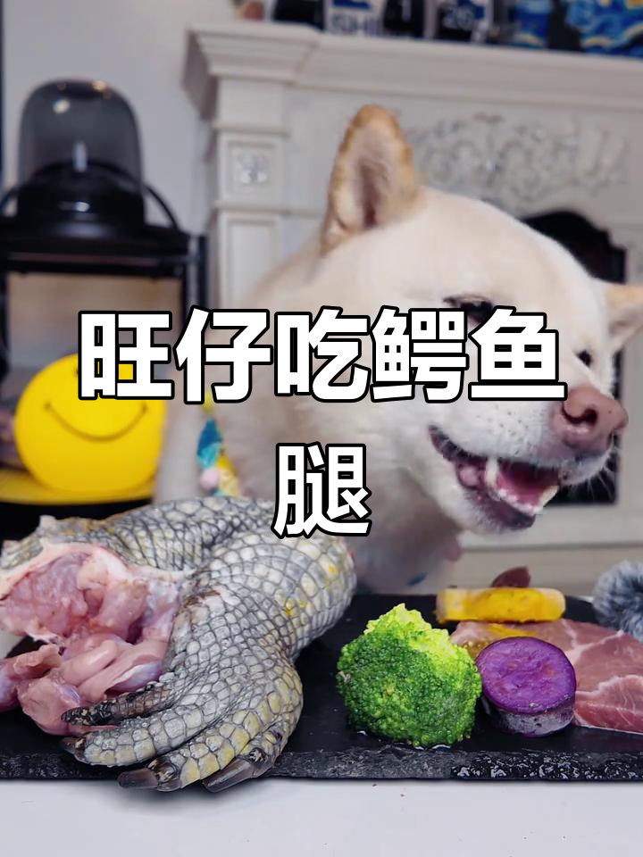 旺仔首次尝试鳄鱼腿,竟然这样反应