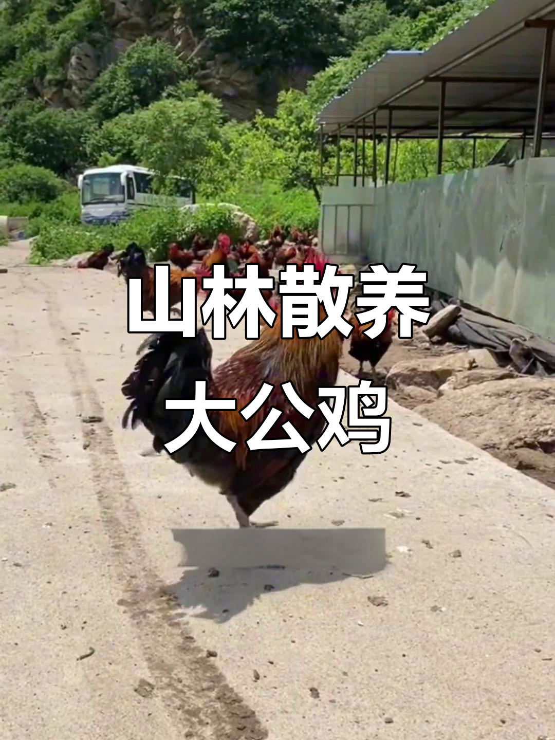 散养山林大公鸡，180天才能出栏，肉质鲜美又健康