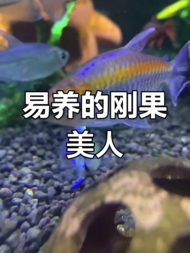 刚果美人鱼:温和的热带群居者