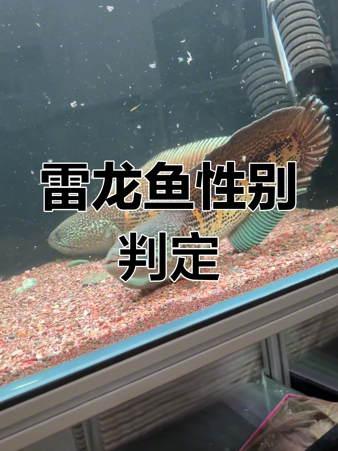 如何判断雷龙鱼性别?公母配对技巧大揭秘
