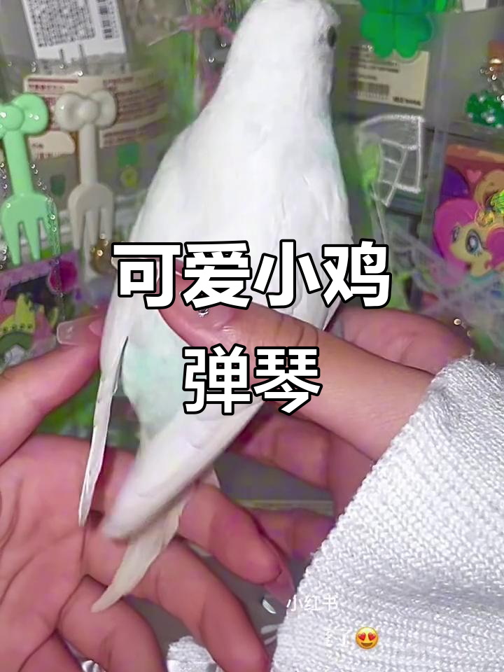 小鸡宝宝萌态十足,琵琶演奏引爆全场