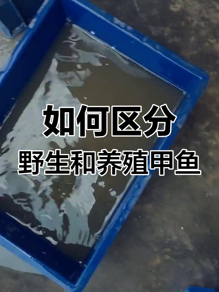 野生甲鱼与养殖甲鱼的辨别技巧